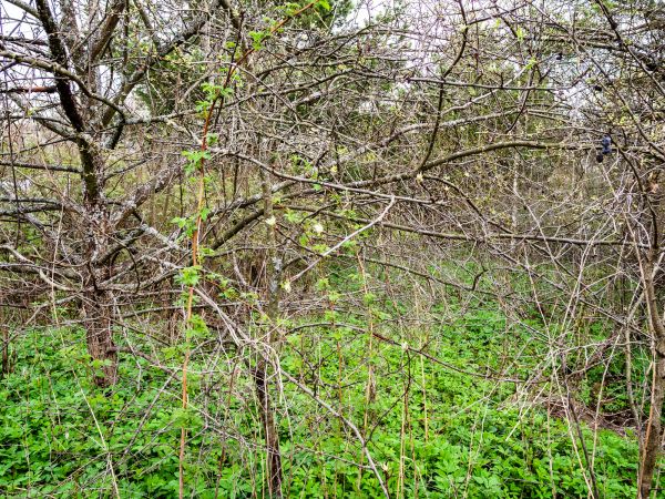 Underbrush Clearing in Sebring