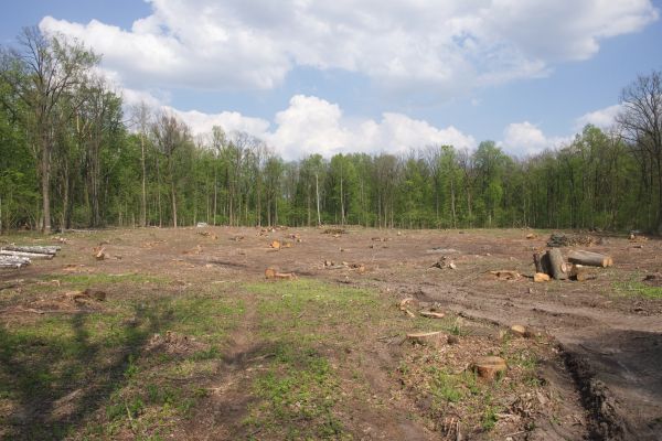 Cost of Pasture Clearing in Sebring