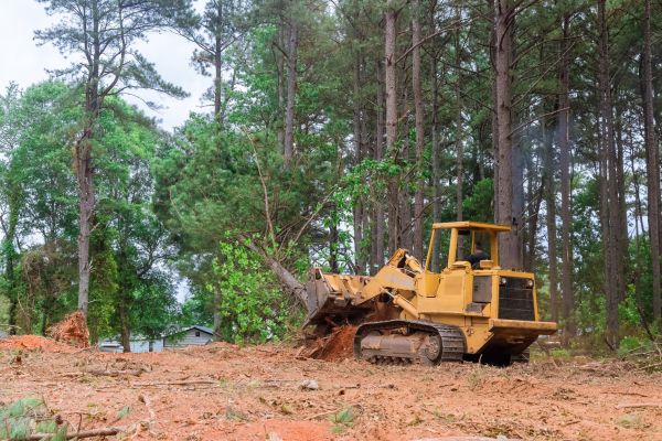 Forest Thinning in Sebring