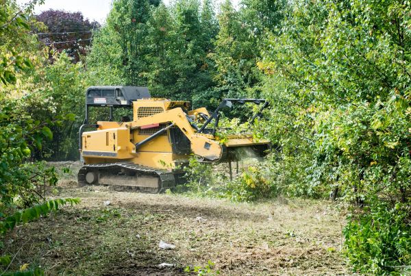 Cost of Pathway Clearing in Sebring