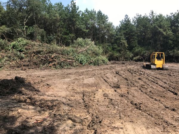 Cost of Thicket Clearing in Sebring